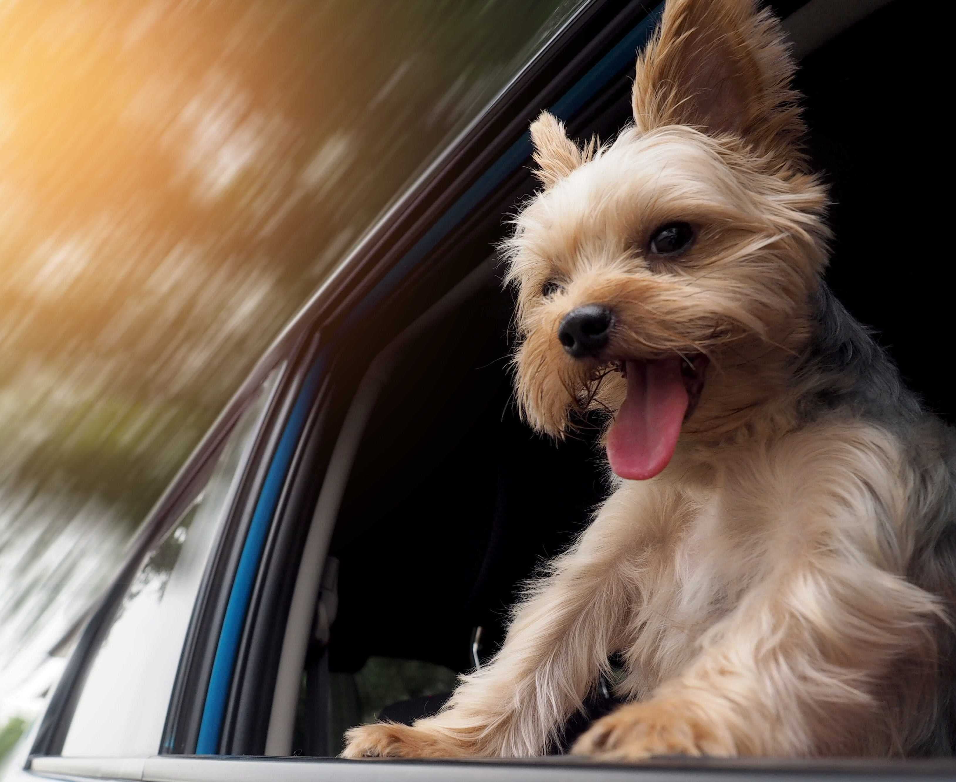 Professional dog training