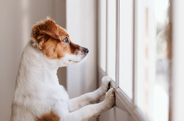 Dog looking anxious while owner is away